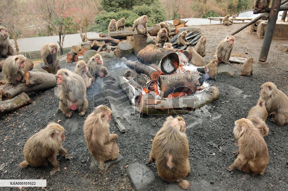 Monkeys warm themselves by bonfire at Japan Monkey Center