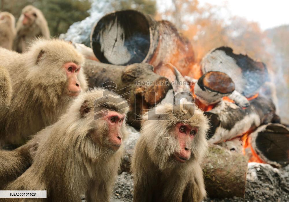 Monkeys warm themselves by bonfire at Japan Monkey Center