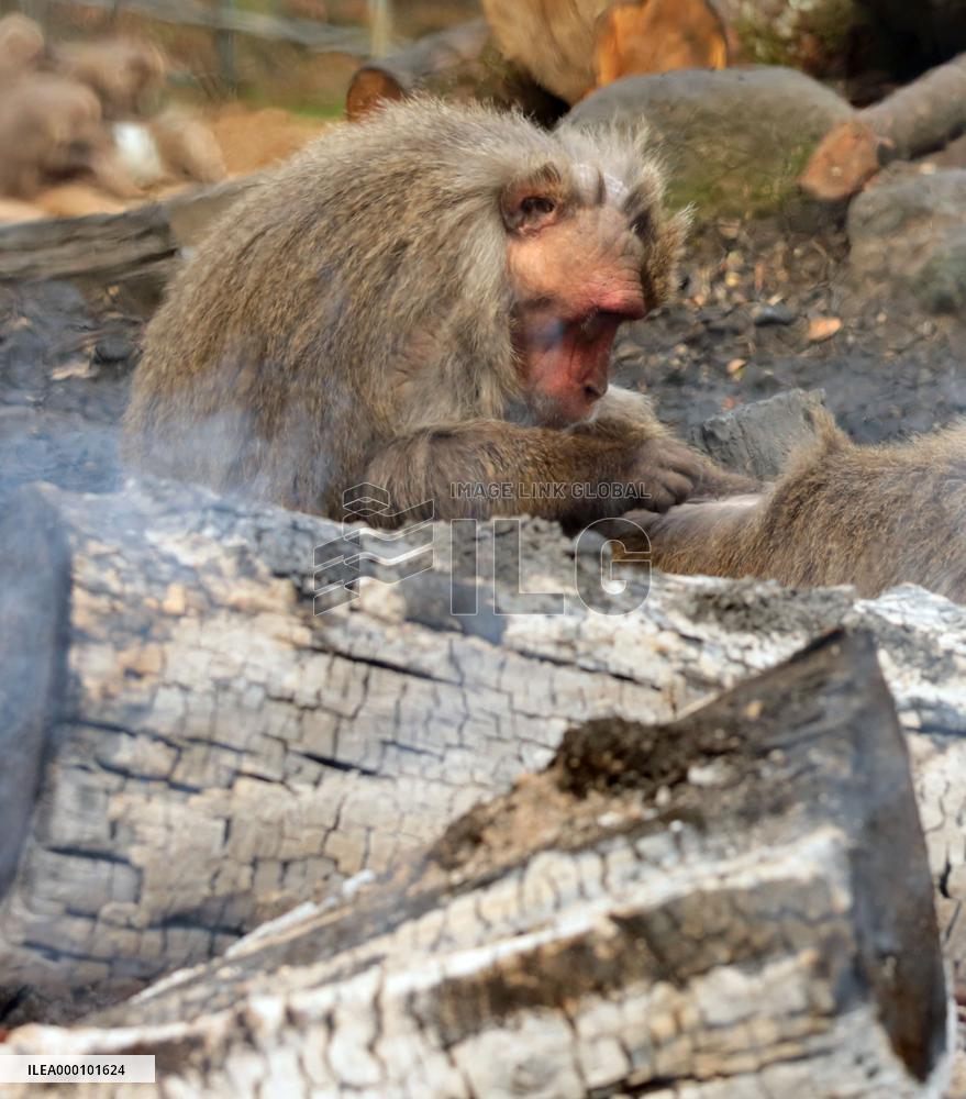 Monkeys warm themselves by bonfire at Japan Monkey Center