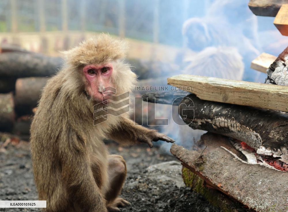 Monkeys warm themselves by bonfire at Japan Monkey Center