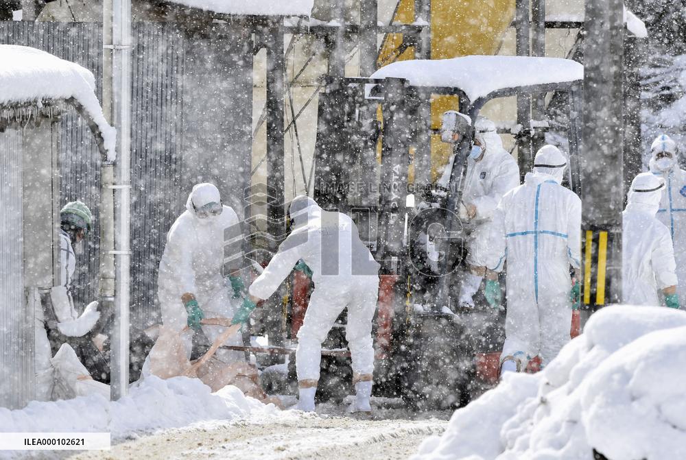 Chicken cull under way at Japanese farm after bird flu detected