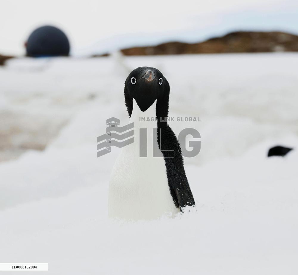 Scenes of Antarctic