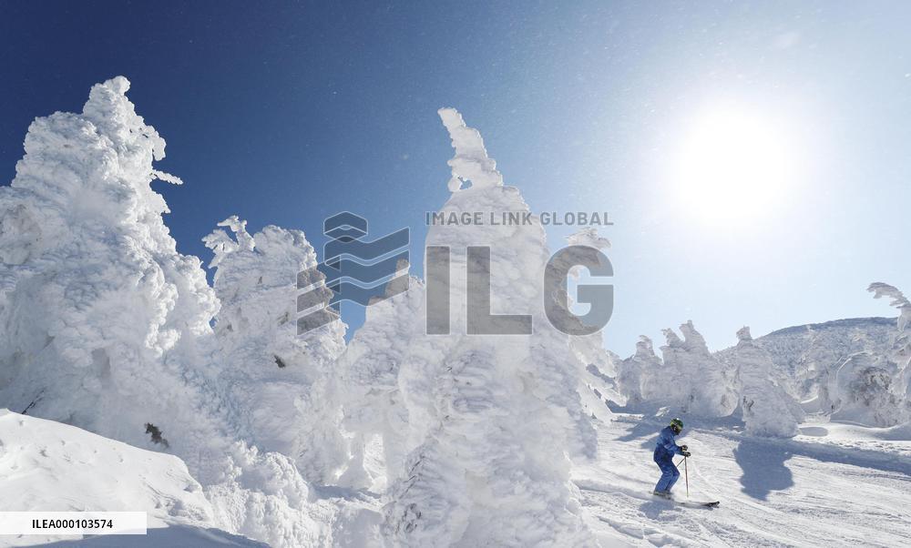 "Ice monsters" in Yamagata ski resort