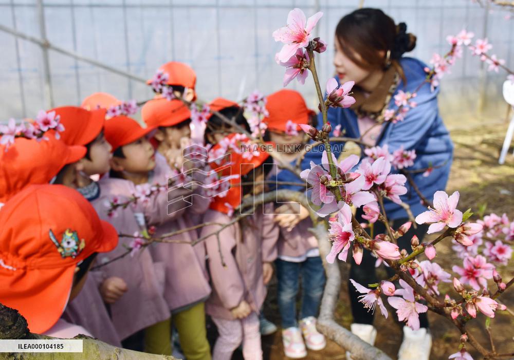 Greenhouse peach flowers bloom in central Japan