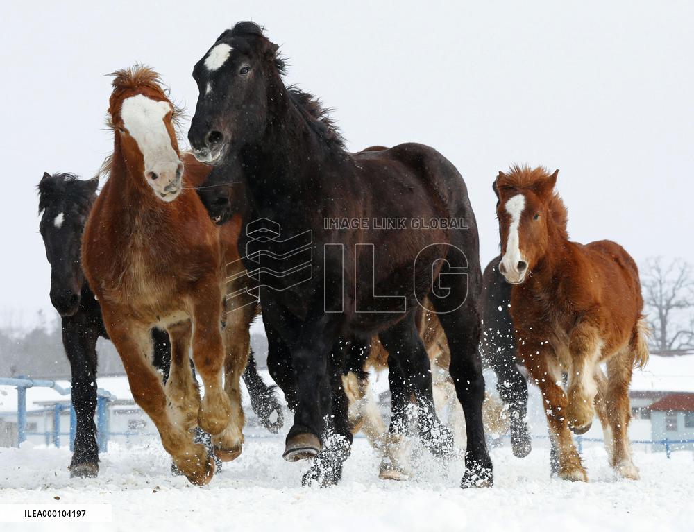Horses run on snow-covered field for winter exercise