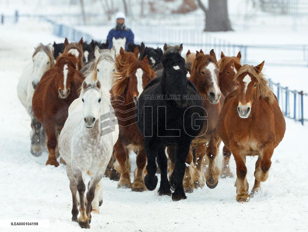 Horses run on snow-covered field for winter exercise