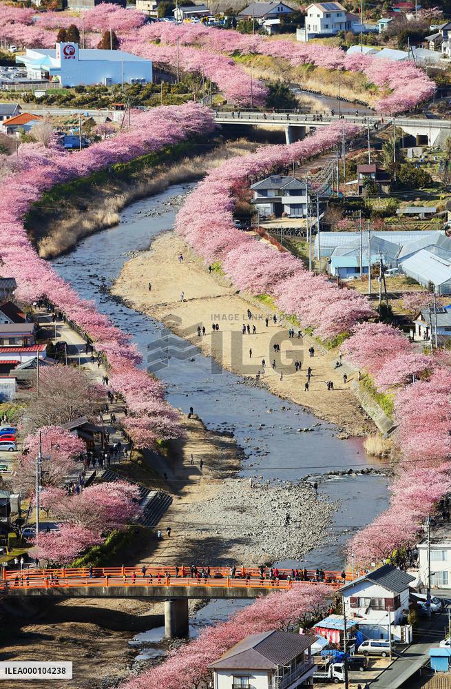 Early flowering cherry blossoms at best