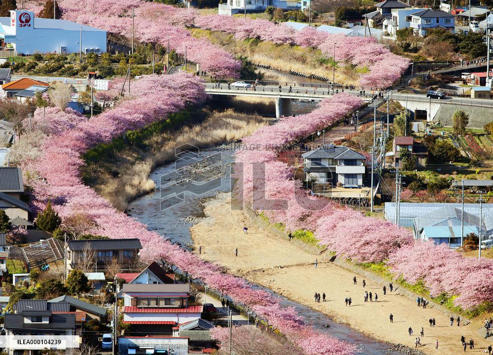 Early flowering cherry blossoms at best
