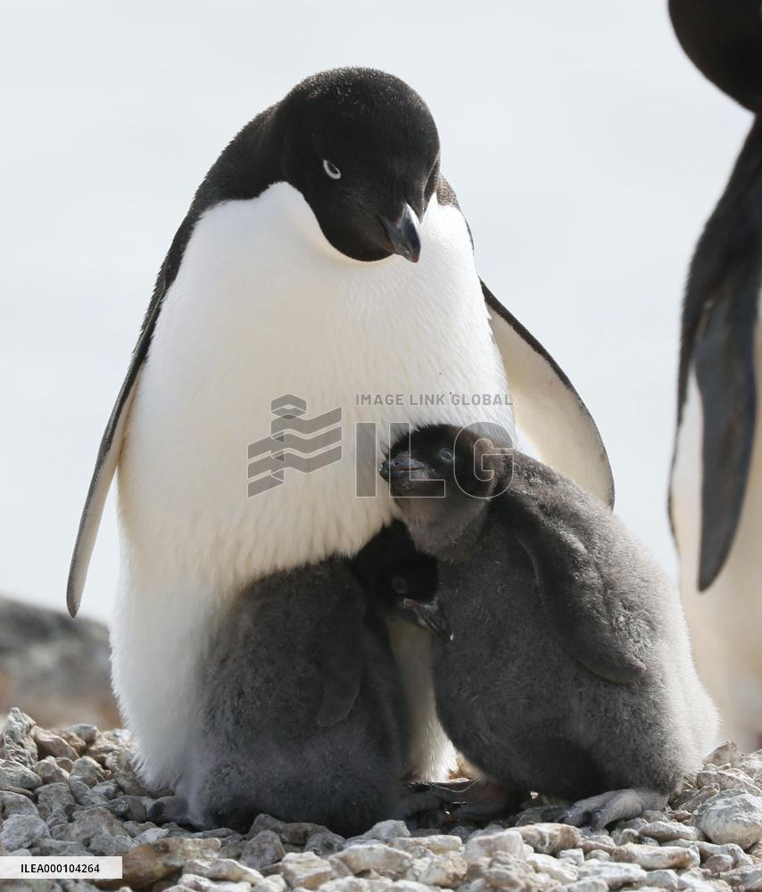 Adelie penguins in Antarctica