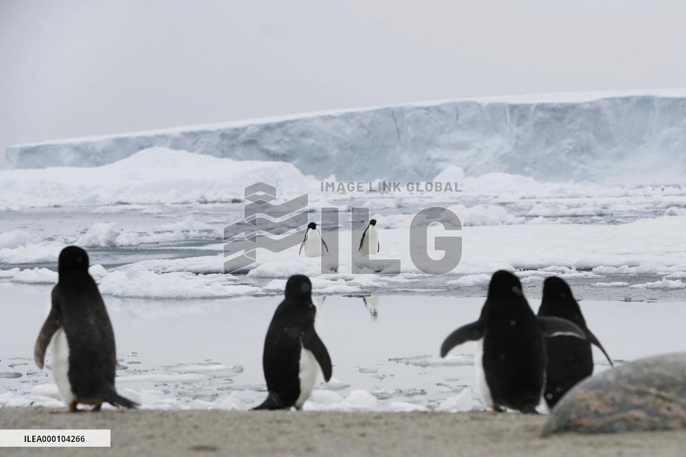 Adelie penguins in Antarctica