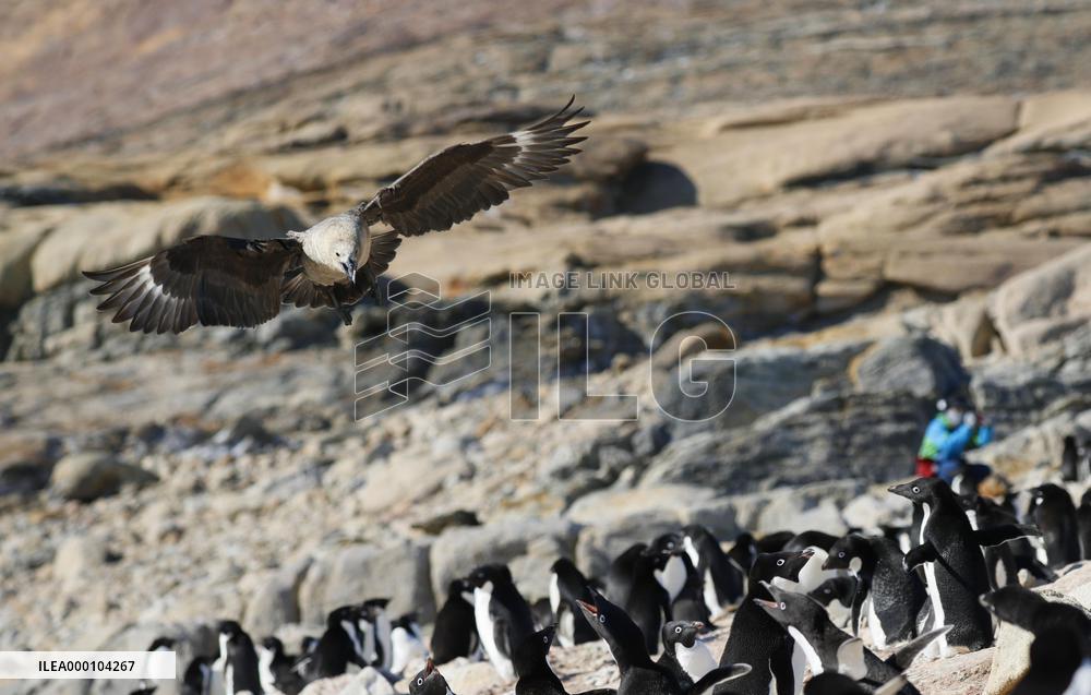 Adelie penguins in Antarctica