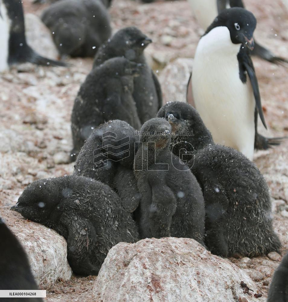 Adelie penguins in Antarctica