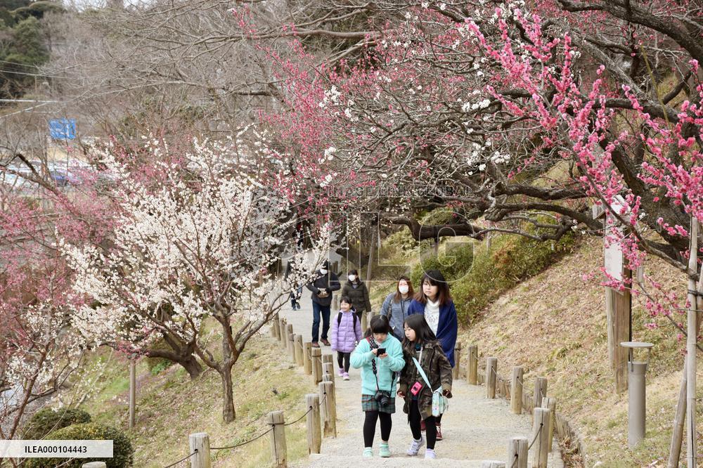 Mito Plum Blossom Festival begins