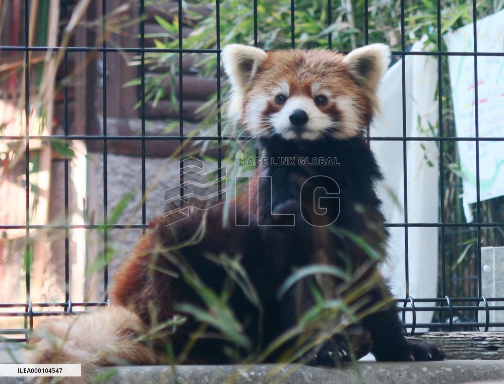 Red panda "Meita" confirmed as female