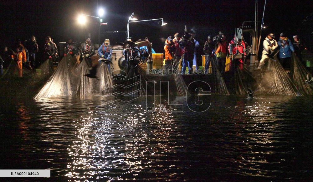 Fishing season for firefly squid starts