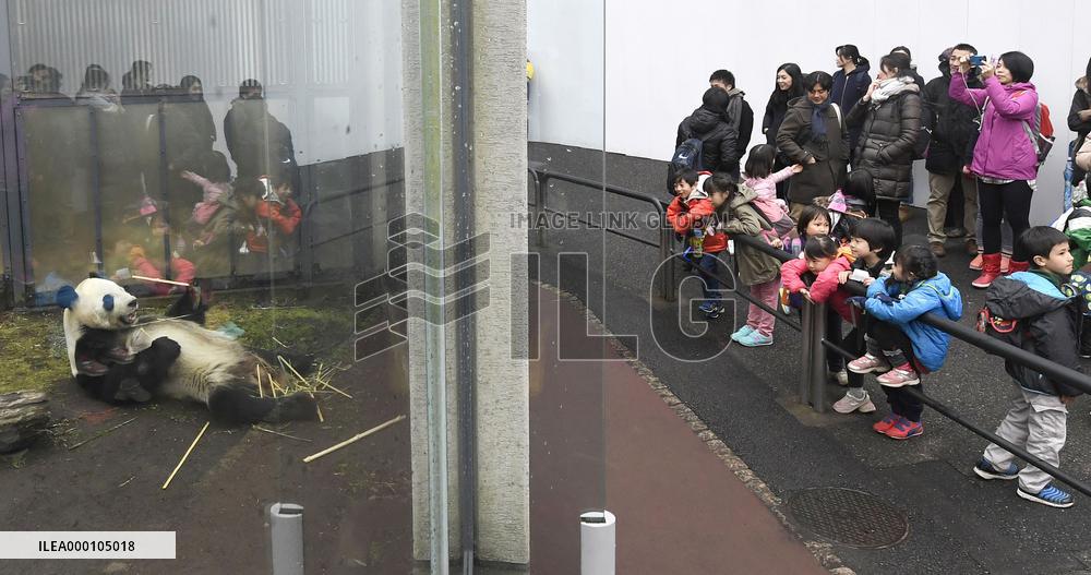 Pandas back on display at Tokyo zoo after mating