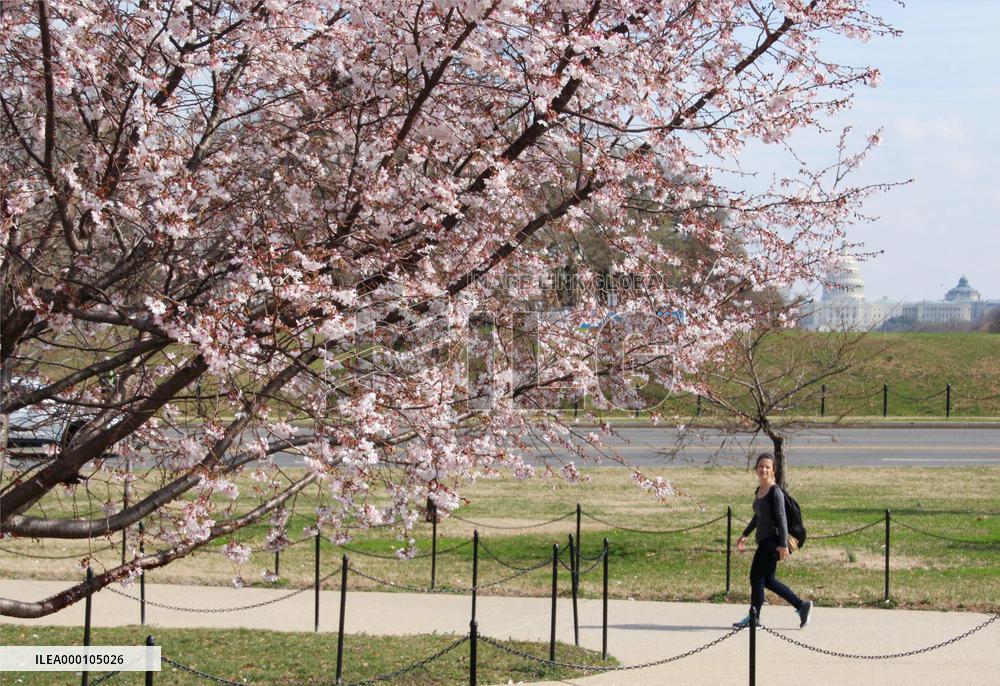 Cherry blossoms bloom in Washington