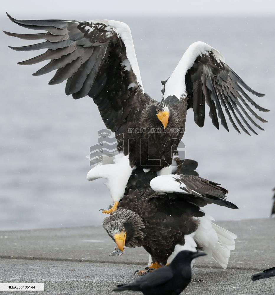 Steller's sea eagle in Hokkaido