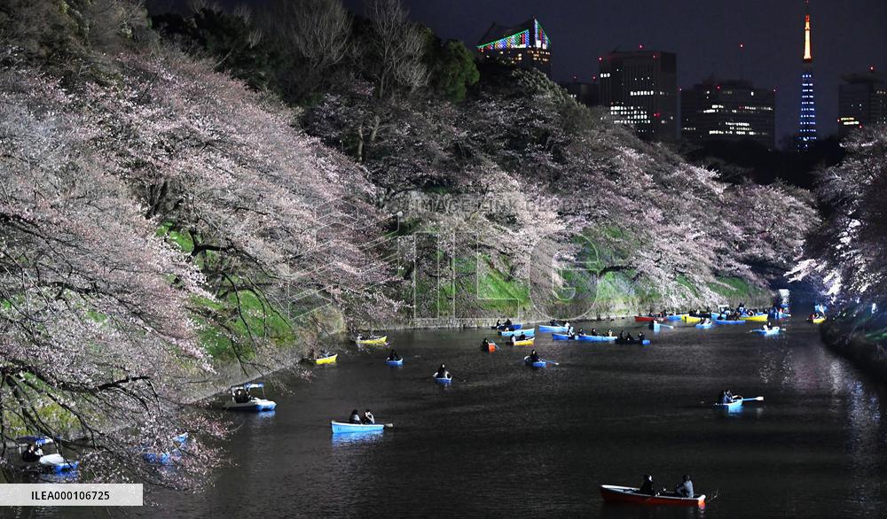Cherry blossoms over Chidorigafuchi moat in central Tokyo