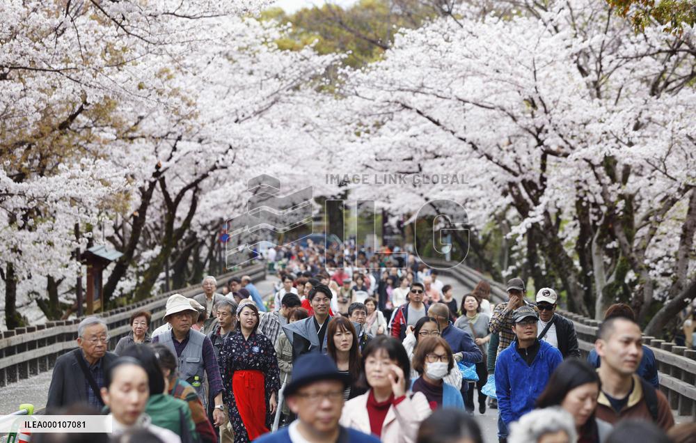Cherry blossoms at Kumamoto Castle