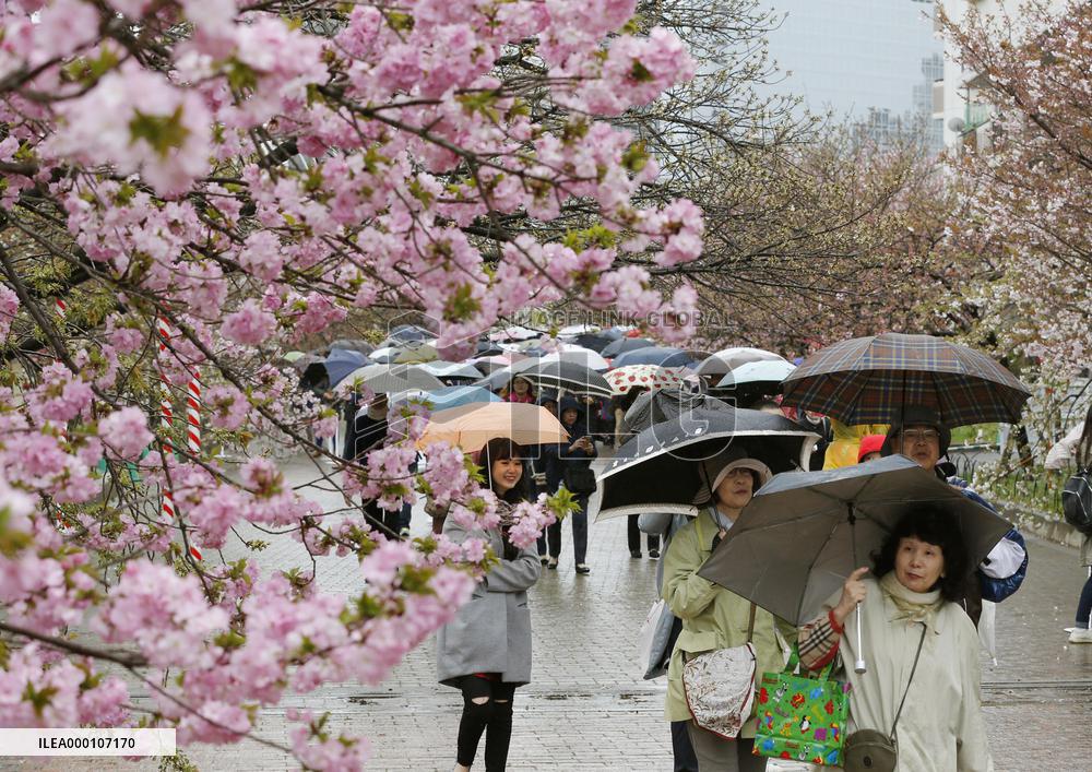 Japan Mint opens cherry tree-lined walkway