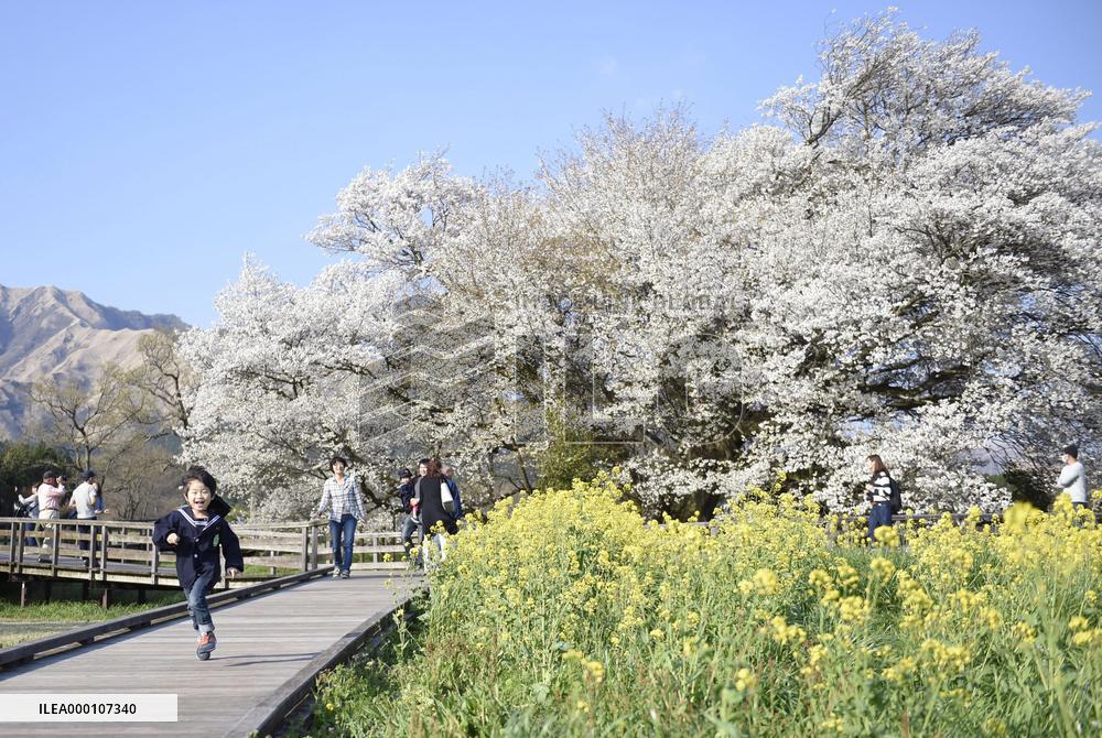 Cherry blossoms in full bloom in quake-hit village