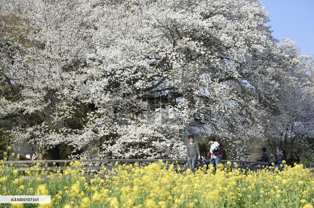 Cherry blossoms in full bloom in quake-hit village