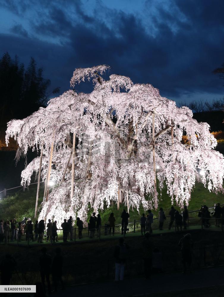 Famed 1,000-year-old cherry blossoms in Fukushima