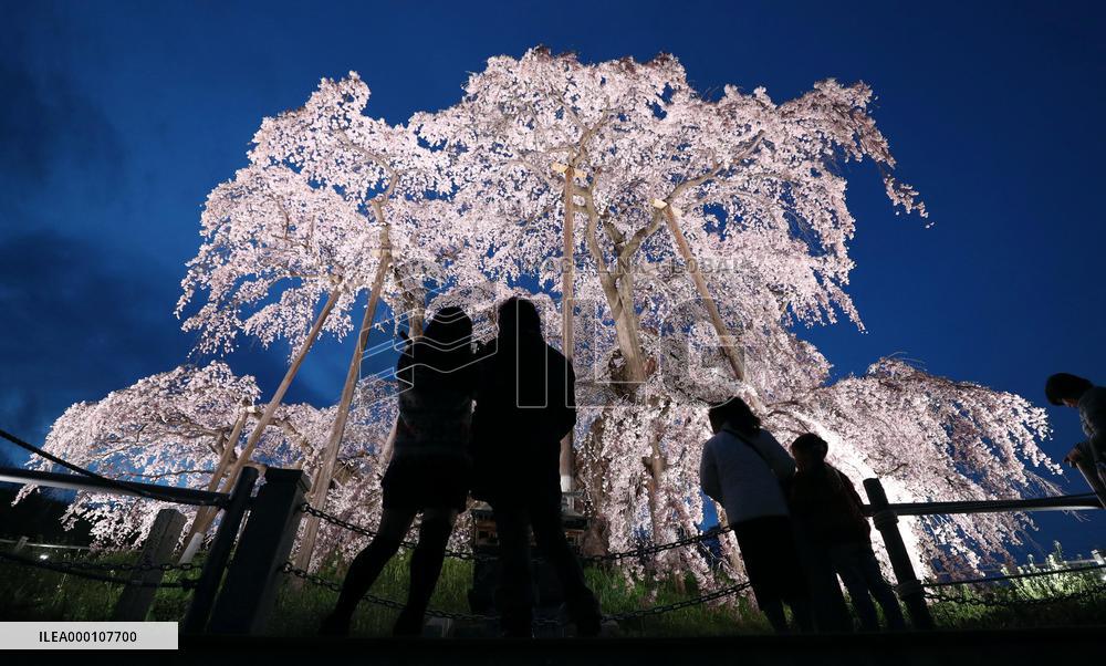 Famed 1,000-year-old cherry blossoms in Fukushima