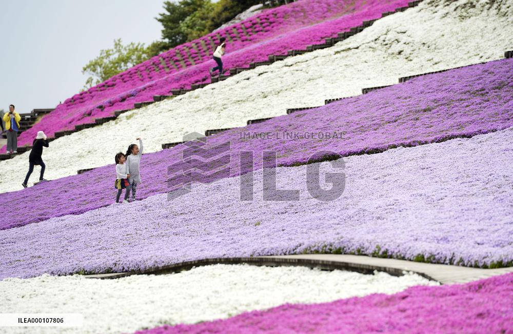 Moss phlox flowers in Chiba