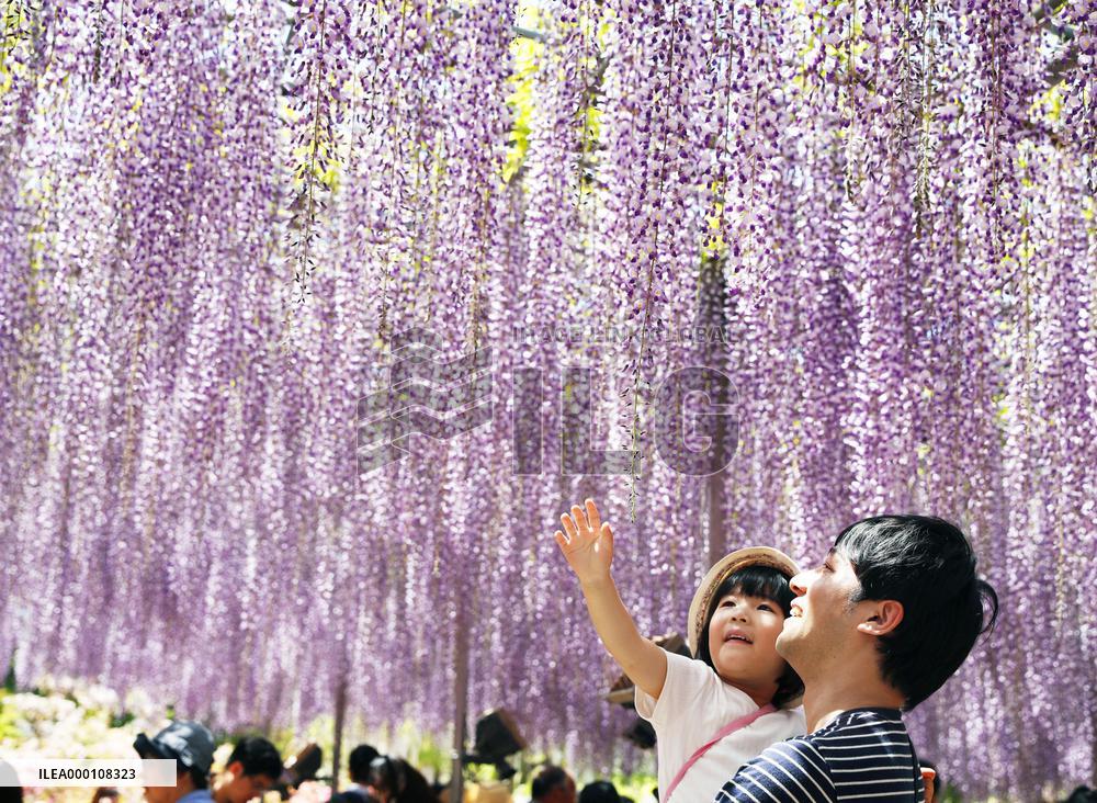 Wisteria flowers at Tochigi park
