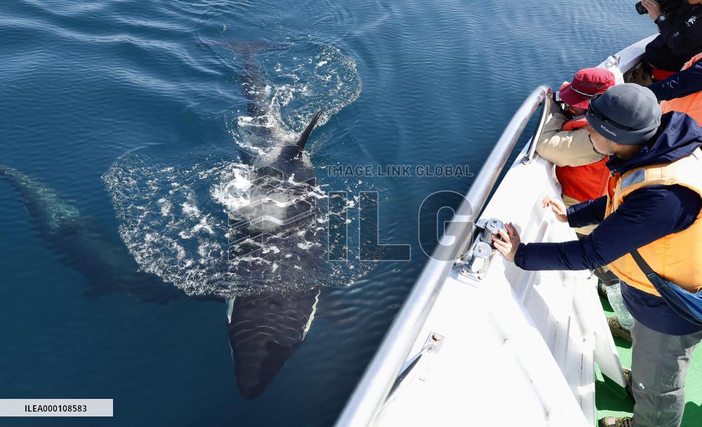 Killer whale swims off Shiretoko Peninsula