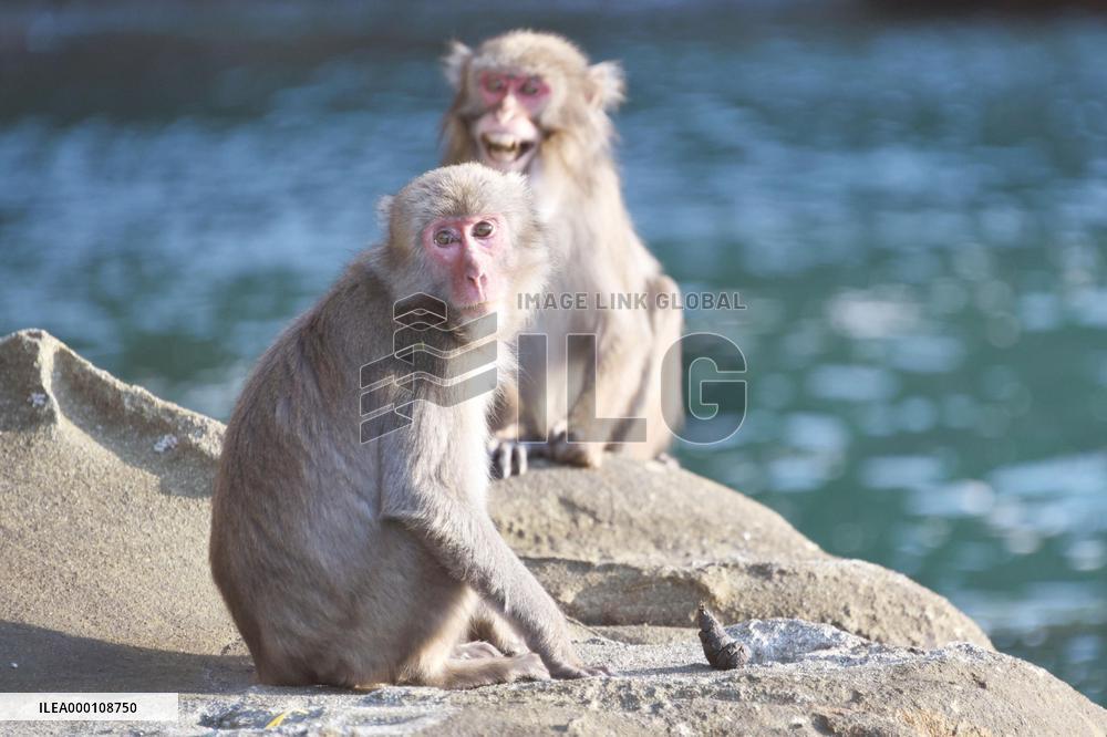 Small Japan city tries to keep monkeys on uninhabited island