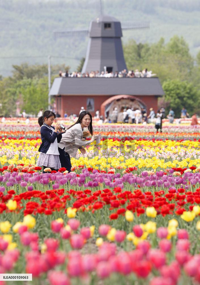 Tulips bloom at Hokkaido park