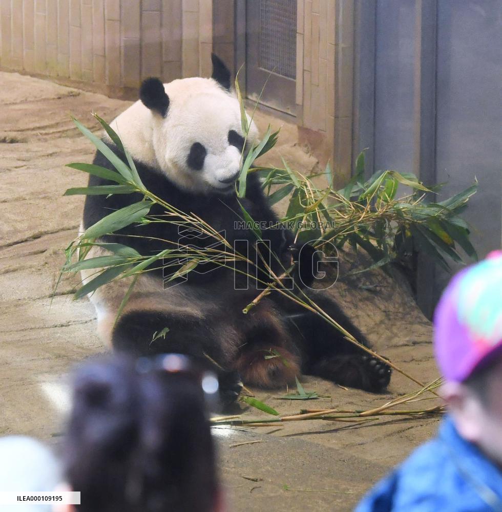 Tokyo zoo to remove panda with signs of pregnancy from public display