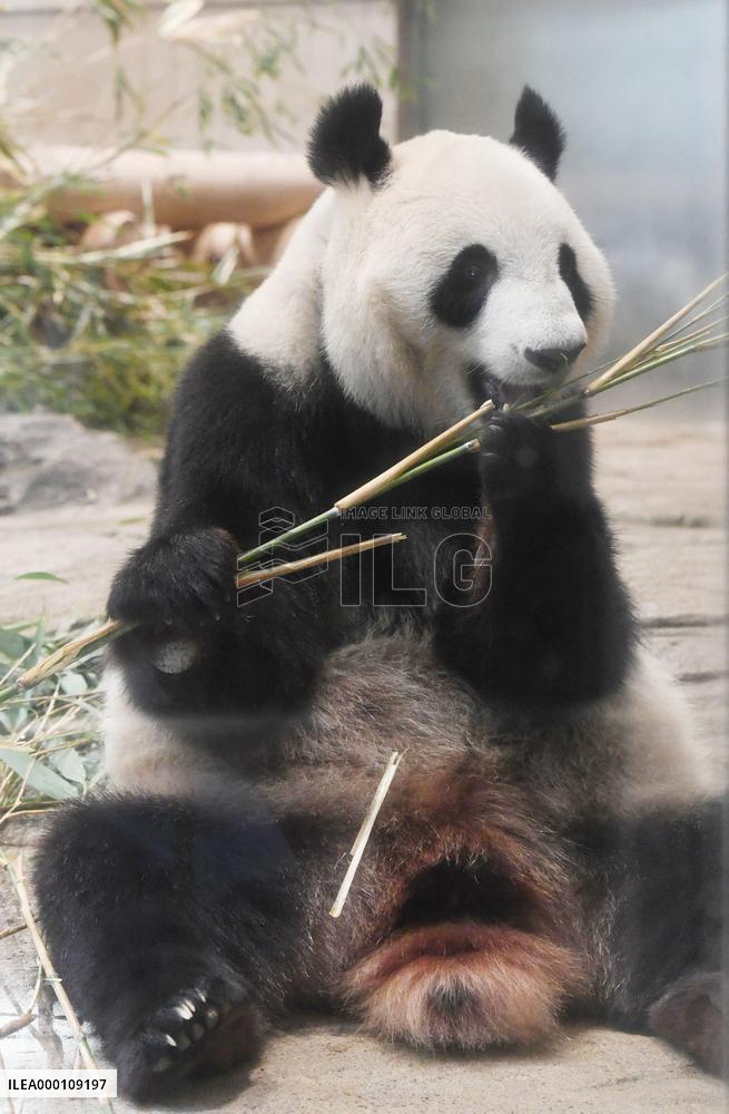 Tokyo zoo to remove panda with signs of pregnancy from public display