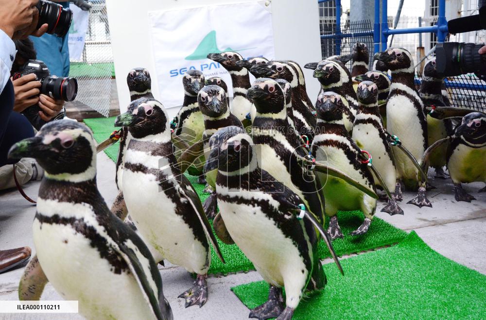 Magellanic penguins move to aquarium near Tokyo