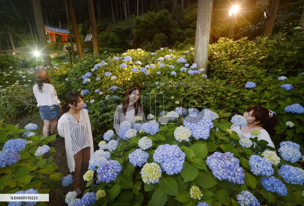 Hydrangeas illuminated in Kyoto