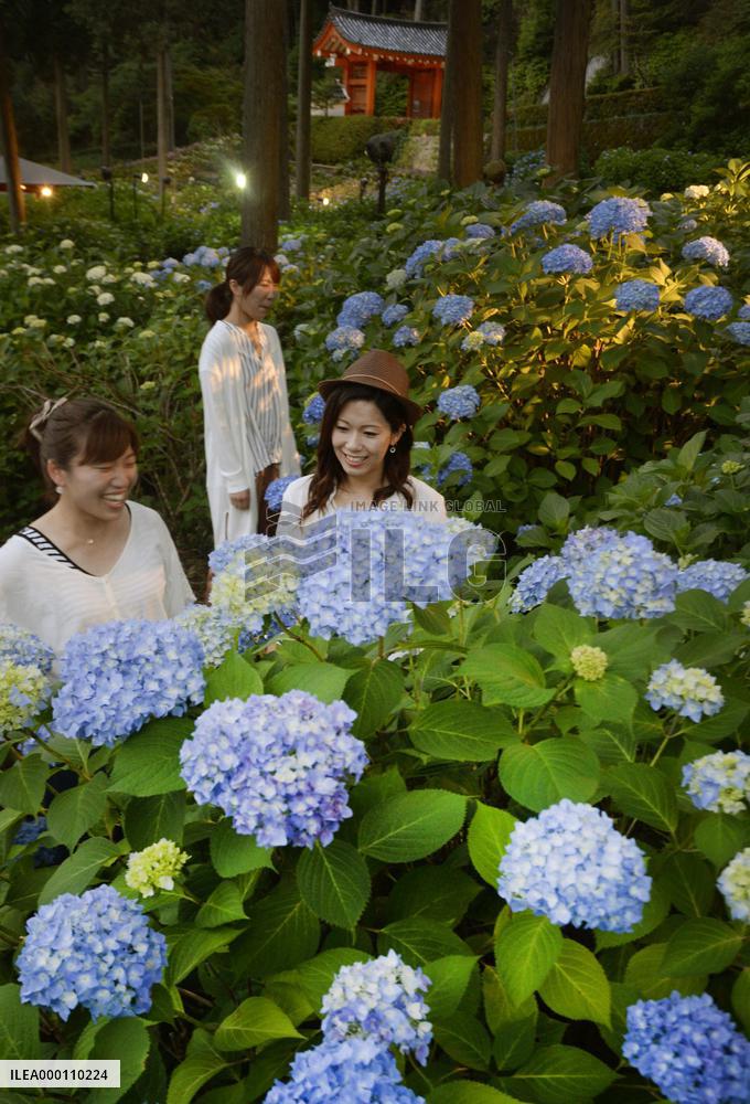 Hydrangeas illuminated in Kyoto