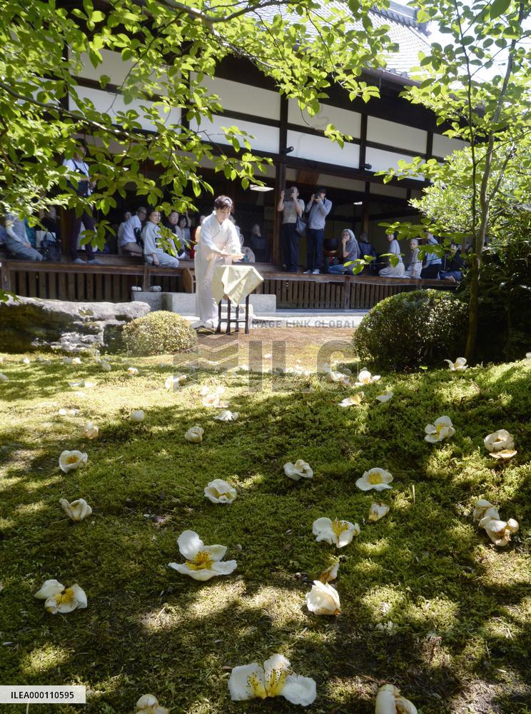 Stewartia flowers viewing event begins in Kyoto