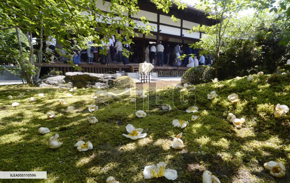 Stewartia flowers viewing event begins in Kyoto