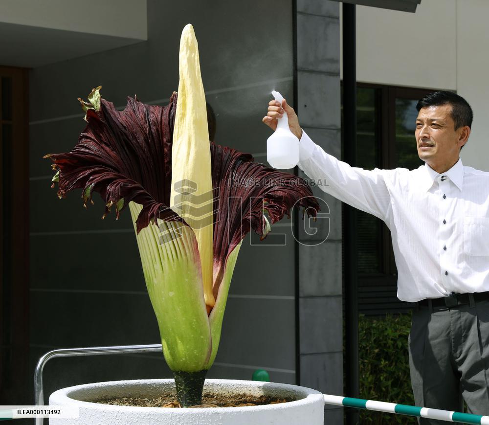 One of world's largest flowers blooms in Kyoto