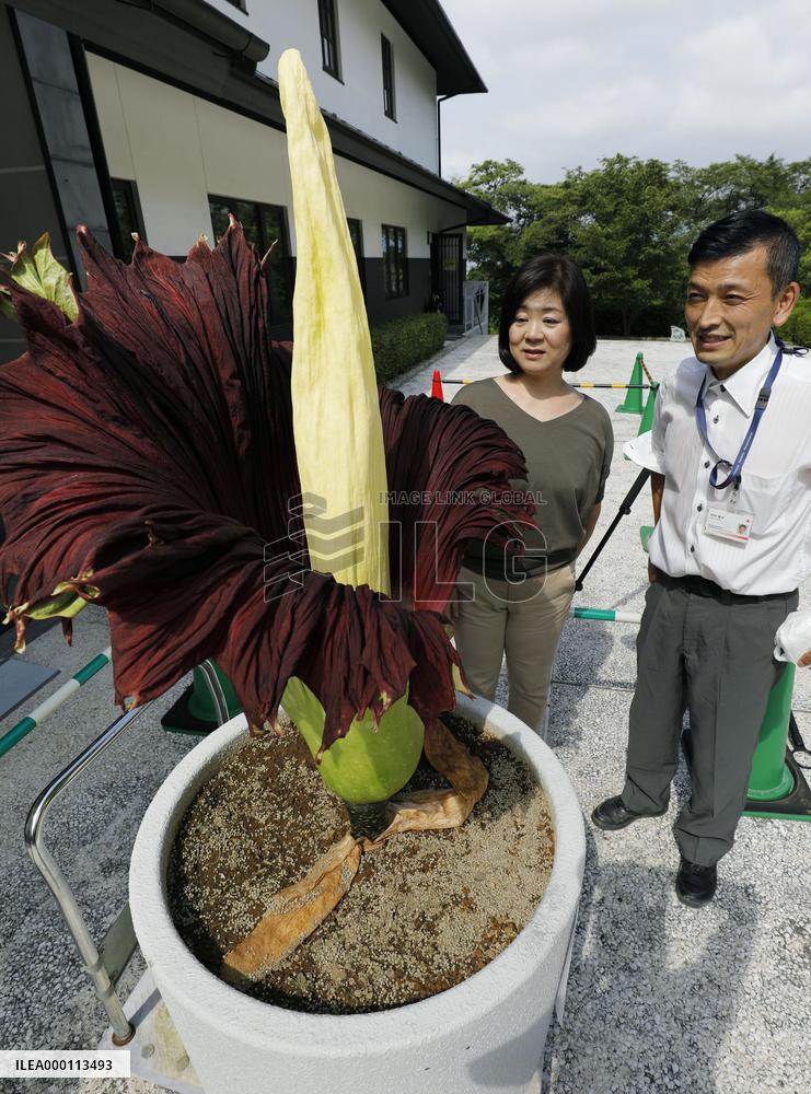 One of world's largest flowers blooms in Kyoto