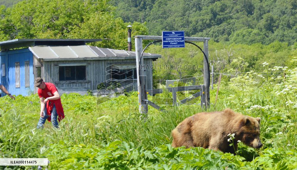 Bears' paradise in Kamchatka, Russia