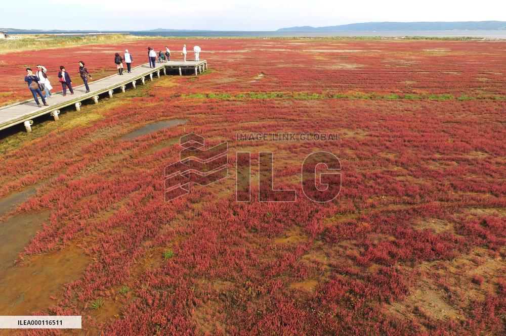 Lake Notoro in Hokkaido painted with red glassworts
