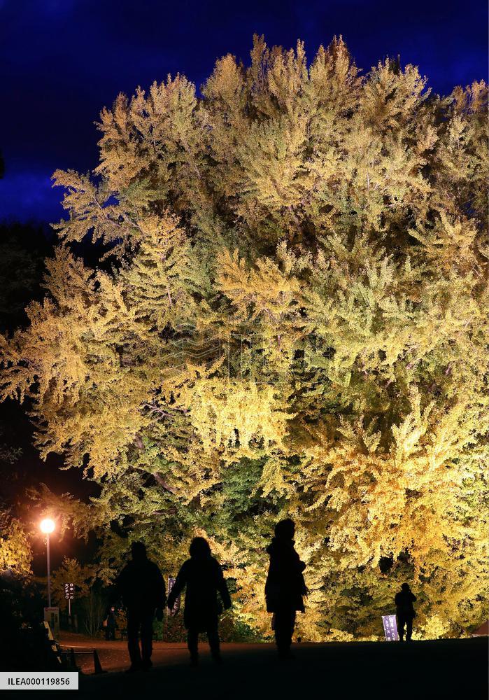 Biggest ginkgo tree in Japan
