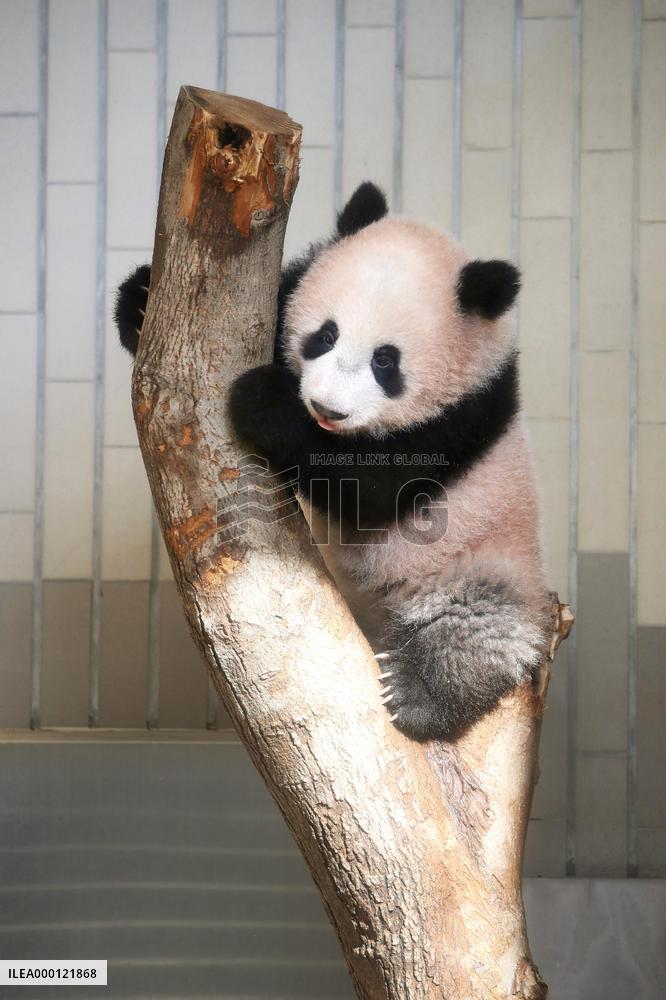 Panda cub Xiang Xiang at Tokyo zoo