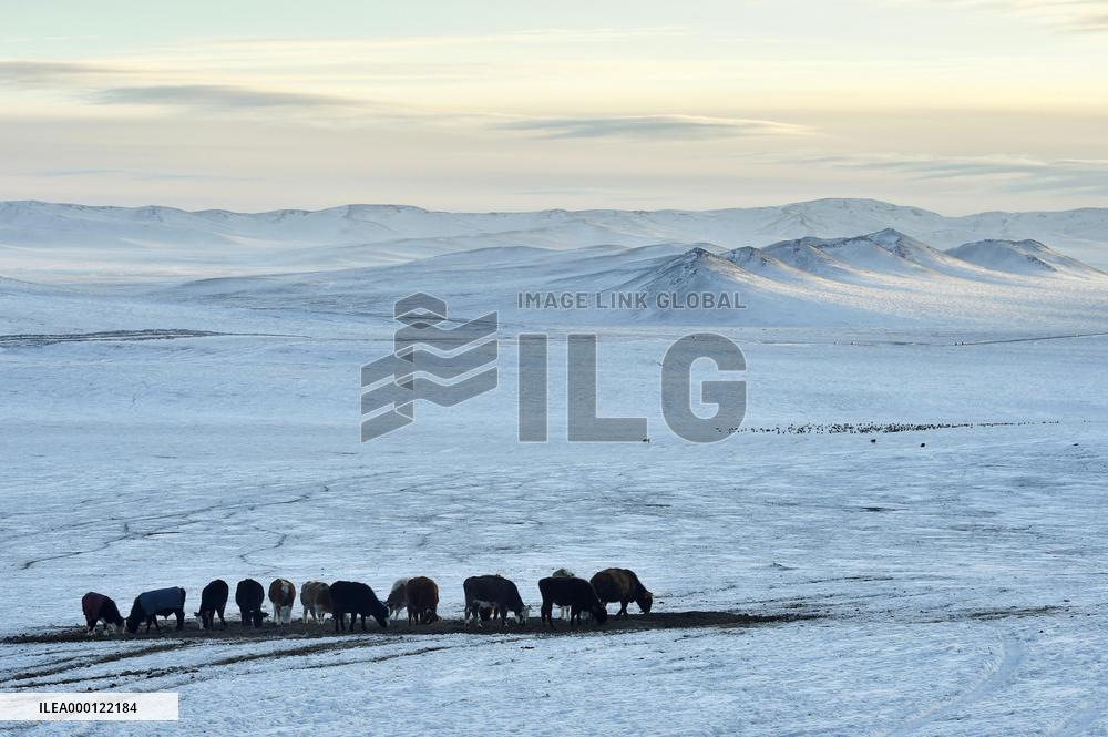 Nomadic lives in Mongolia