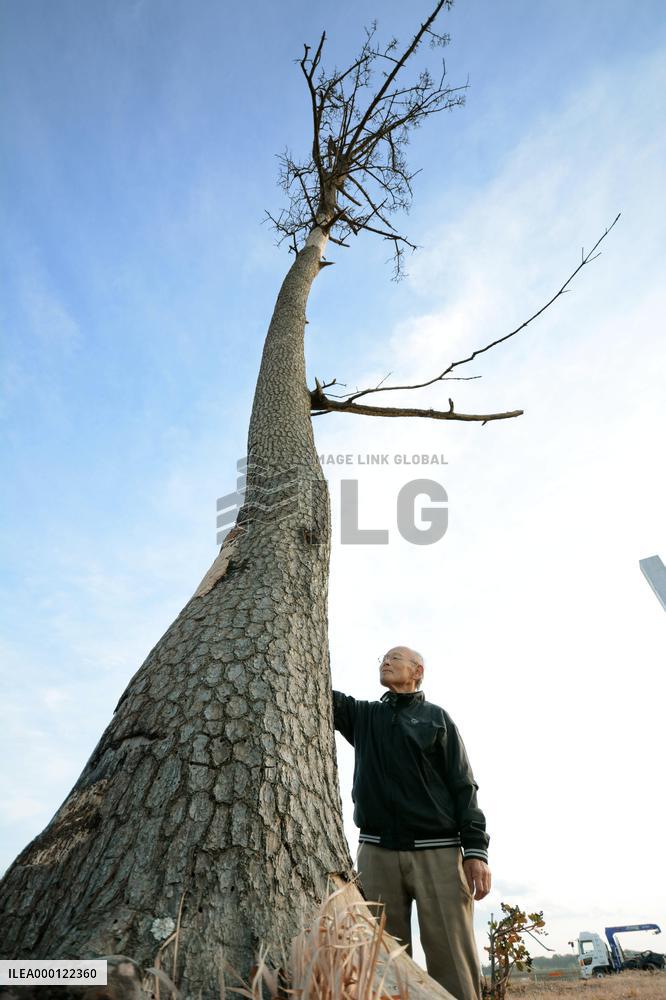 Pine that survived 2011 disaster in Fukushima