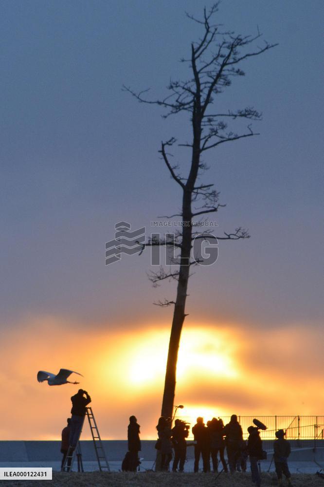 Farewell to pine in Fukushima, symbol of reconstruction